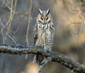 LongEarOwl726